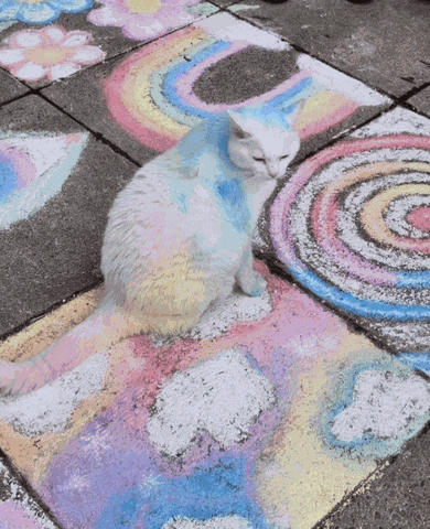 Kawaii Cat Colorful Cat Meme