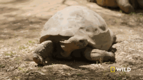 Keeping Head Down National Geographic GIF