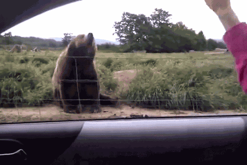Keffa Bear GIF