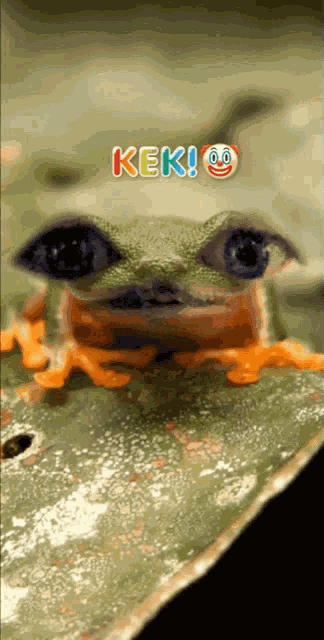 Kek Frog GIF