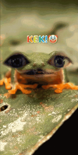 Kek Frog GIF