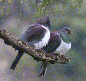 Kereru Flirting GIF