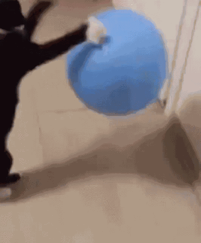 Kermit Cat GIF