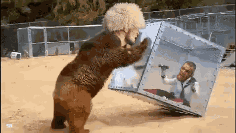 Khabib Bear GIF