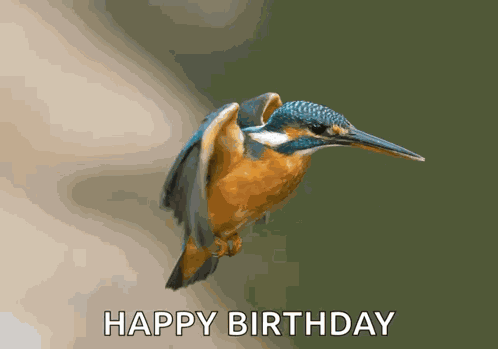 Kingfisher Levitate GIF