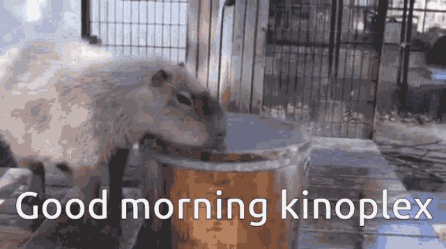 Kinoplex Capybara GIF