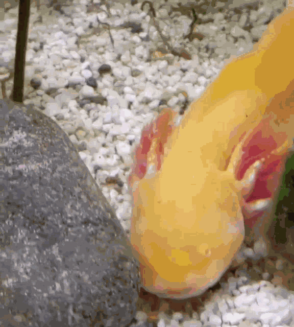 Kiss Axolotl GIF
