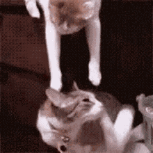 Kiss Gif GIF