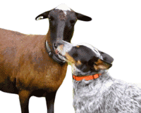 Kiss Licking Sticker