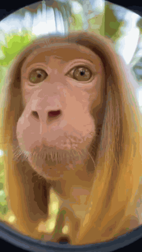 Kiss Monkey GIF