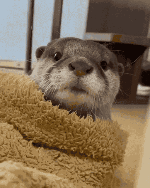Kiss Otter GIF