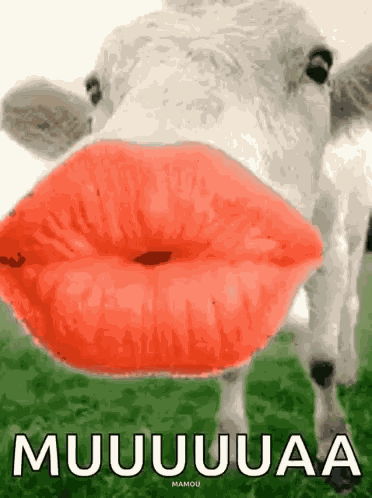 Kisses Cow GIF
