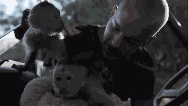 Kissing A Monkey Dean Schneider GIF