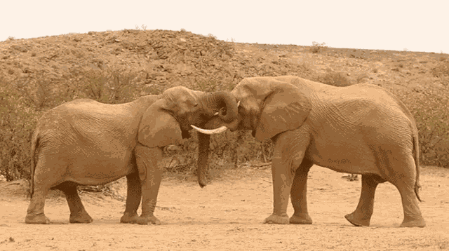 Kissing Robert E Fuller GIF