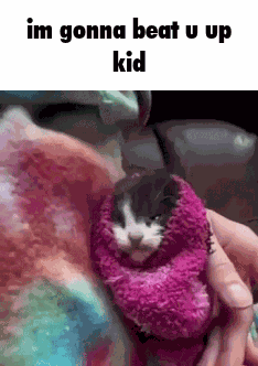 Kitten Blanket GIF