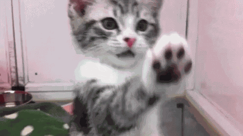 Kitten Cat GIF