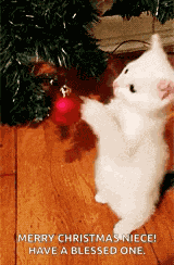 Kitten Cat GIF