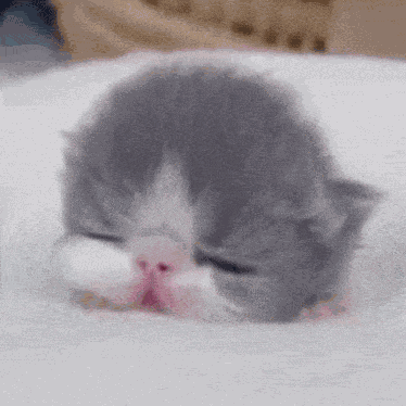 Kitten Cat GIF