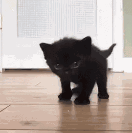 Kitten Cat GIF