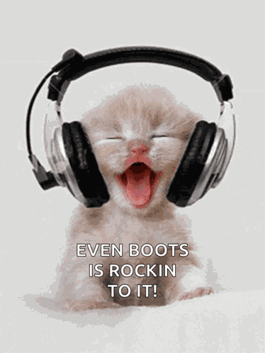 Kitten Cat GIF