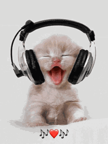 Kitten Cat GIF