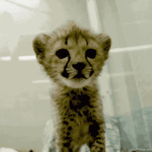 Kitten Cheetah GIF