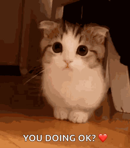 Kitten-concern Cat-concern GIF