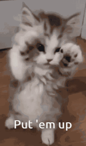 Kitten Cute GIF