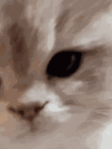 Kitten Cute GIF
