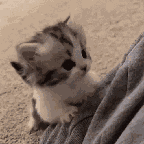 Kitten Cute GIF