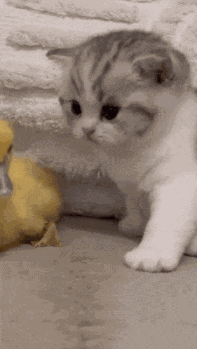 Kitten Duck GIF