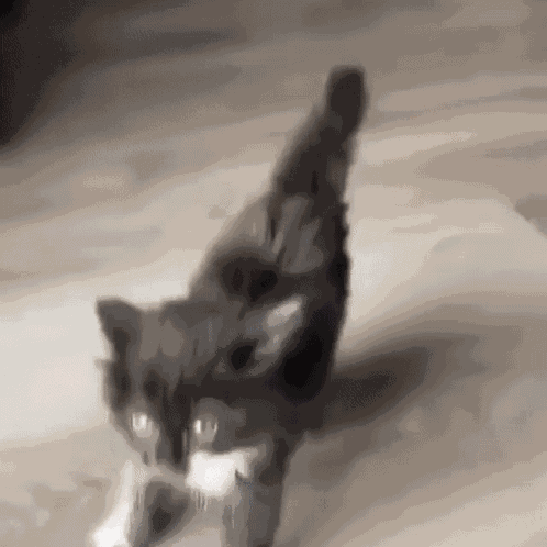 Kitten Fearsome GIF