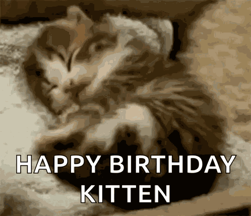 Kitten GIF