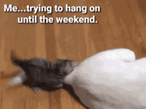 Kitten Funny GIF
