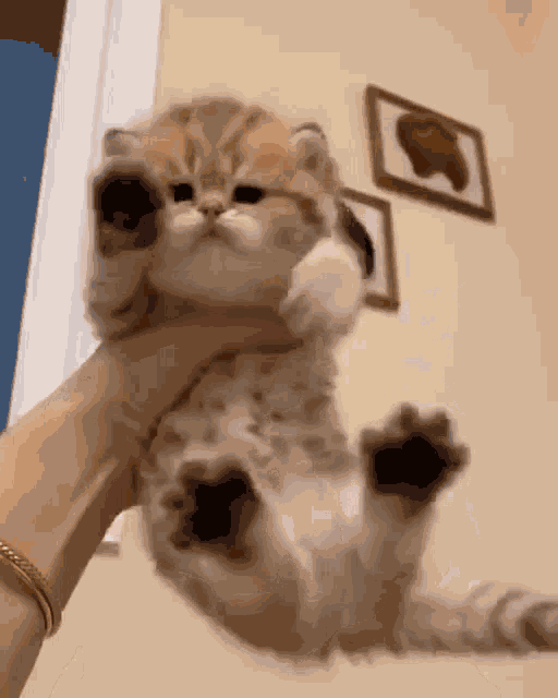 Kitten GIF