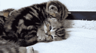 Kitten Kitten Kiss GIF