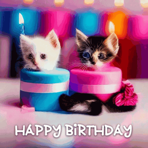 Kitten Kittens GIF