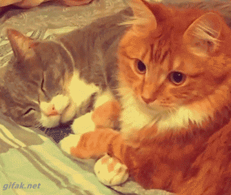 Kitten Kitty GIF
