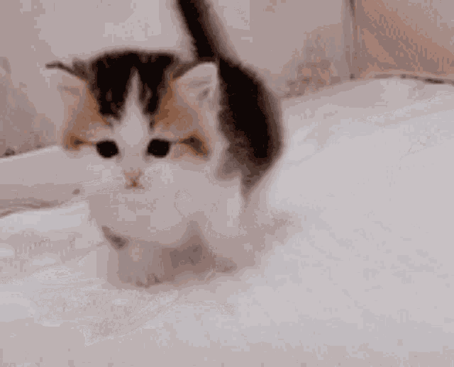 Kitten Kitty GIF