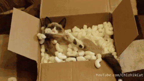 Kitten Packing GIF