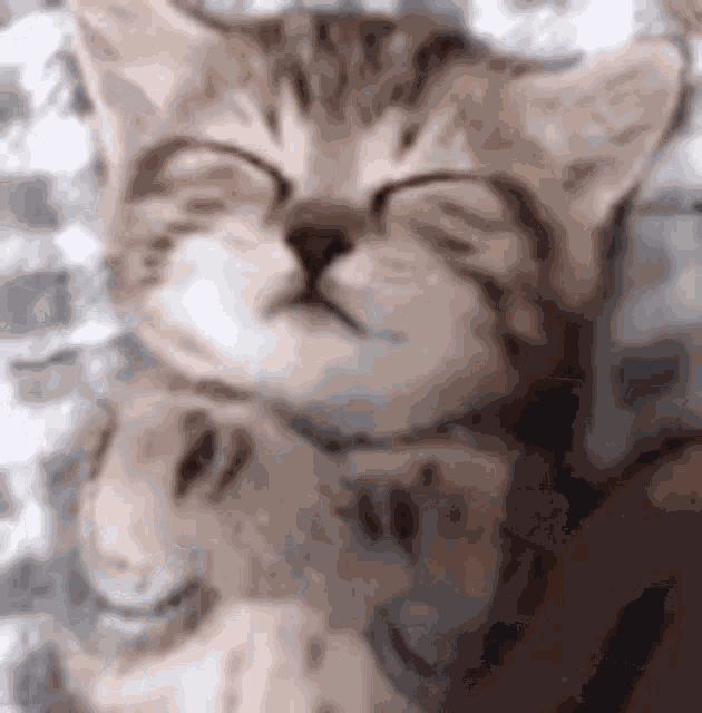 Kitten Sleeping GIF
