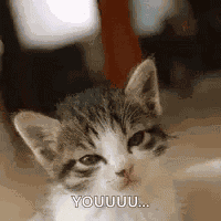 Kitten Stinkeye GIF