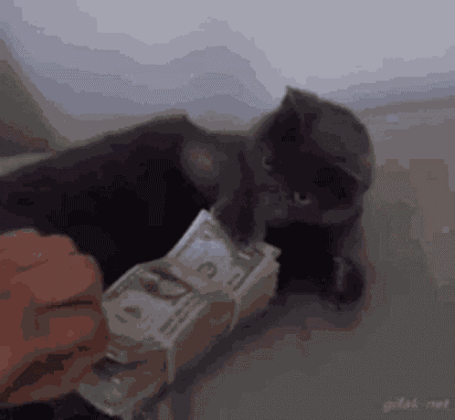 Kitten GIF