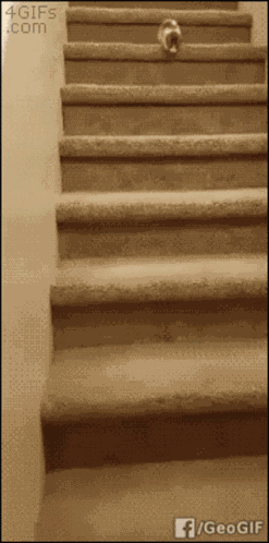 Kitten Tumble GIF