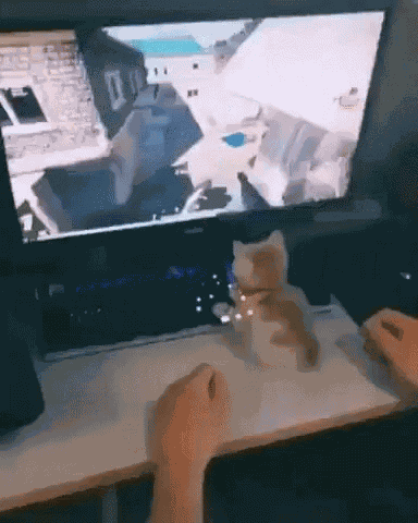 Kitten Videogame GIF