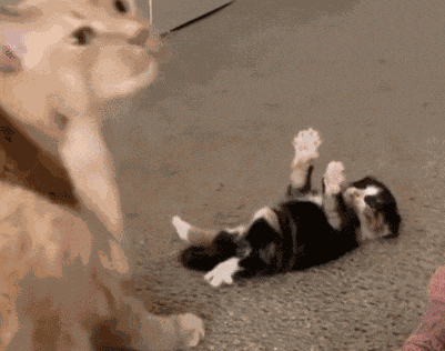 Kitten Waiting For Hug GIF