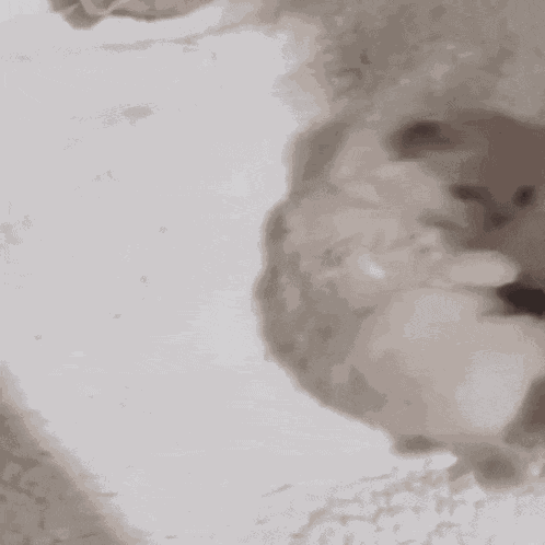 Kitten Wiggle GIF