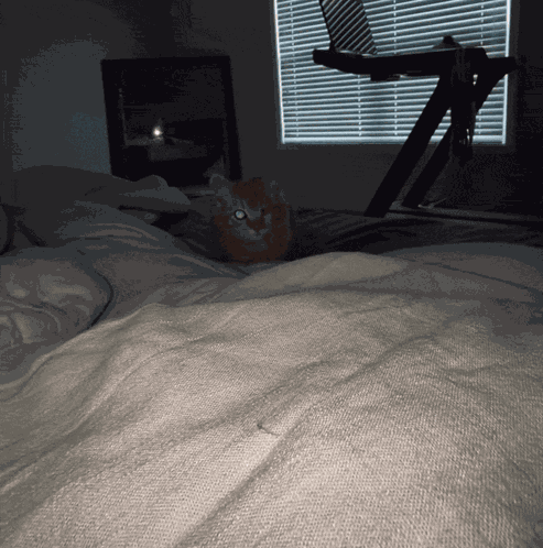 Kitty Attack Kitten GIF