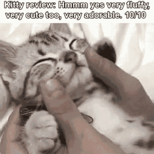 Kitty Cat GIF