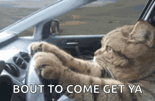 Kitty Cat GIF
